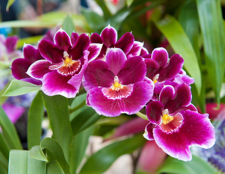 photo:  Orchids