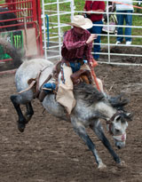 photo:  Rodeo bronco rider